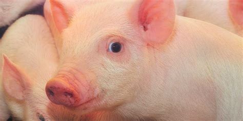 Mabisang Lunas Sa Pagtatae ng Baboy .